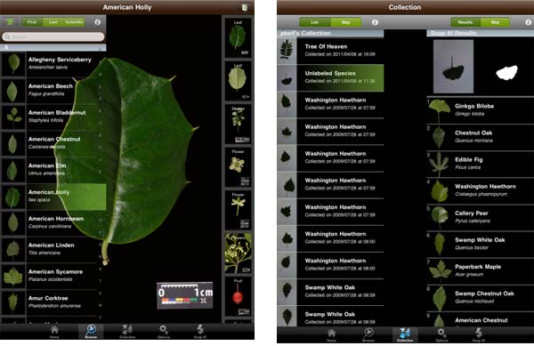 Leafsnap, identifica los árboles que te rodean con esta aplicación para iPhone y iPad 1
