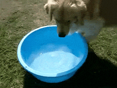 perro-agua