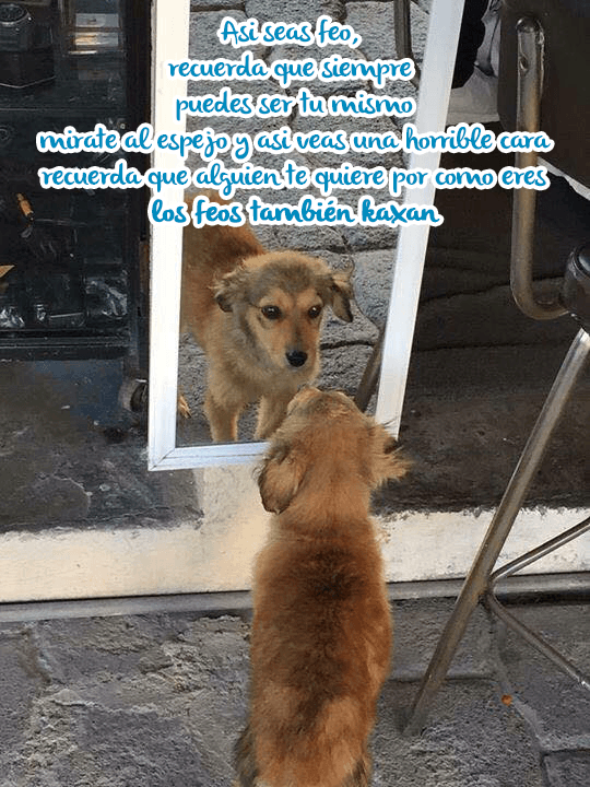 Los mejores memes de perros para compartir en los estados de WhatsApp 8