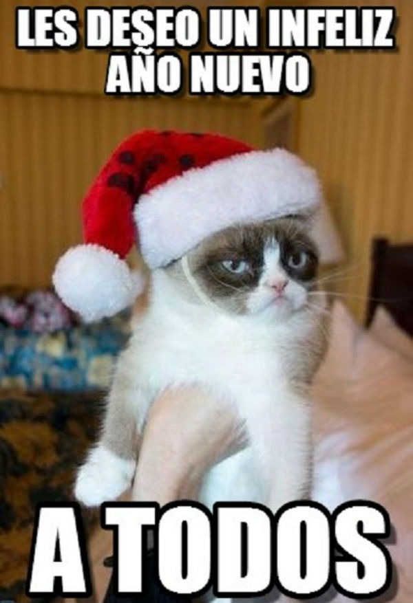 memes gato