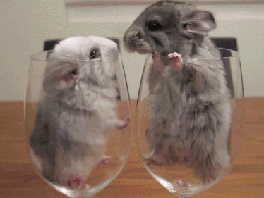 Beso raton