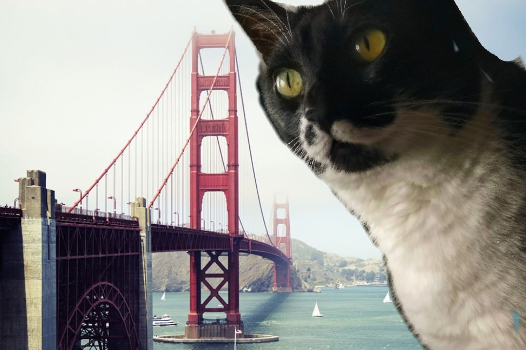 Convierte a tu mascota en un gigante con esta divertida app de fotos