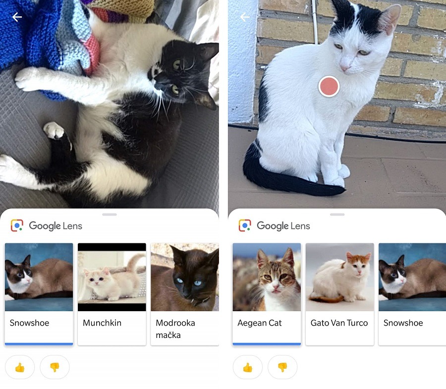 gatos google lens
