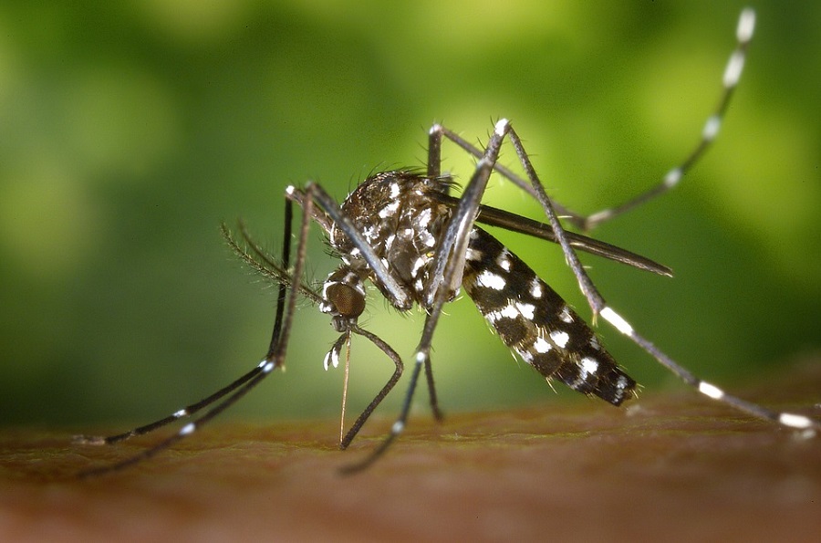 5 aplicaciones para reconocer mosquitos y otros insectos peligrosos