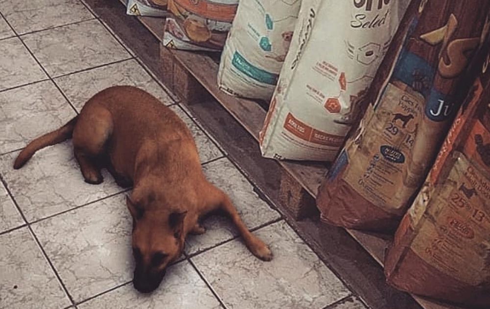 Sasha dog, cómo conseguir el filtro realista del perro que triunfa en Instagram