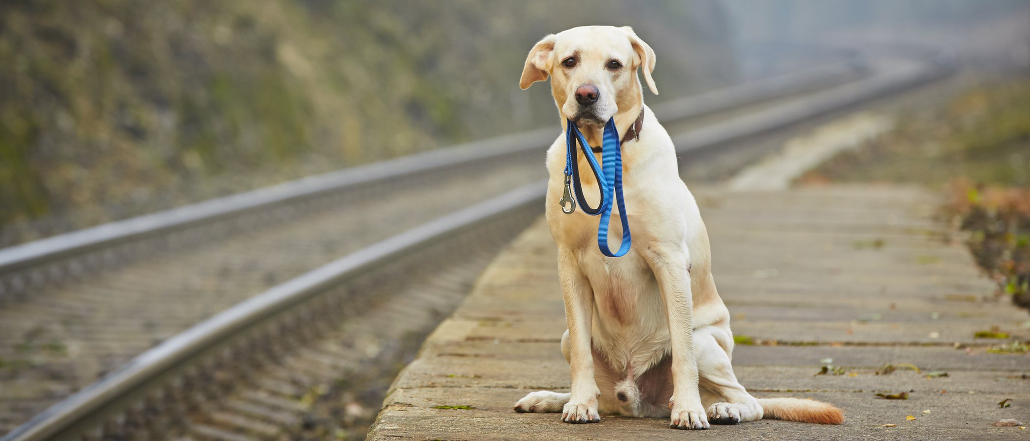 Esta aplicación ayuda a buscar perros perdidos gracias a la Inteligencia Artificial