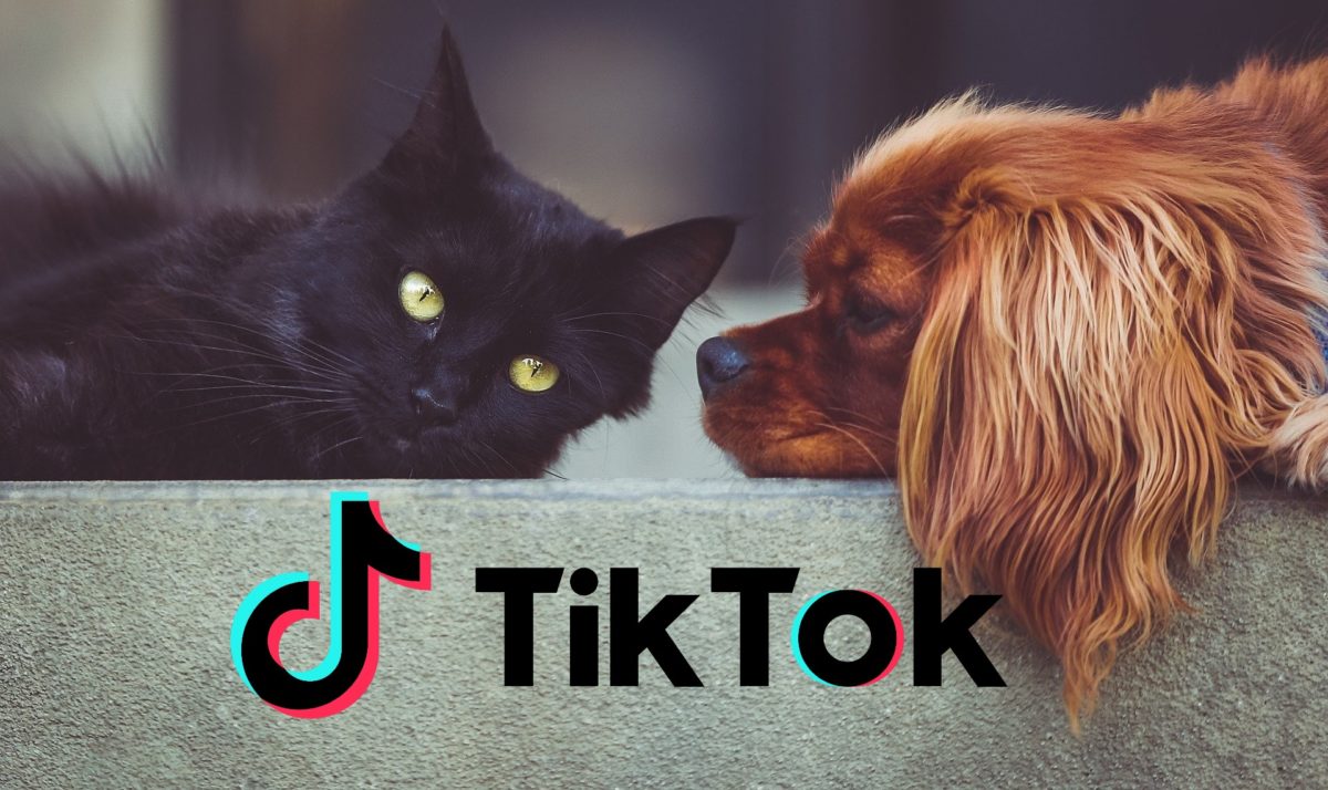 los-mejores-videos-de-tiktok-con-perros-y-gatos
