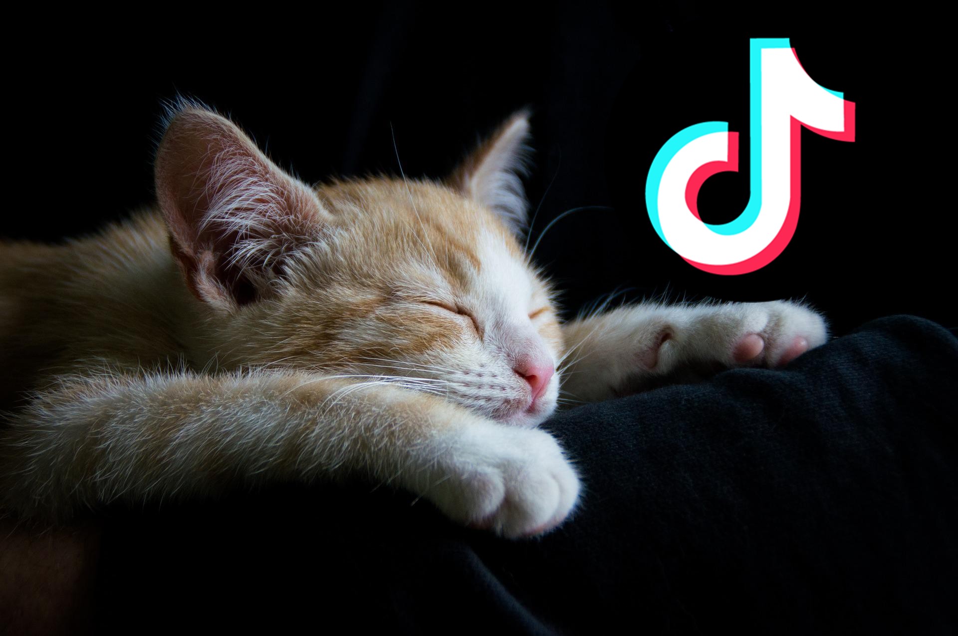 Los mejores vídeos de buenas noches de TikTok