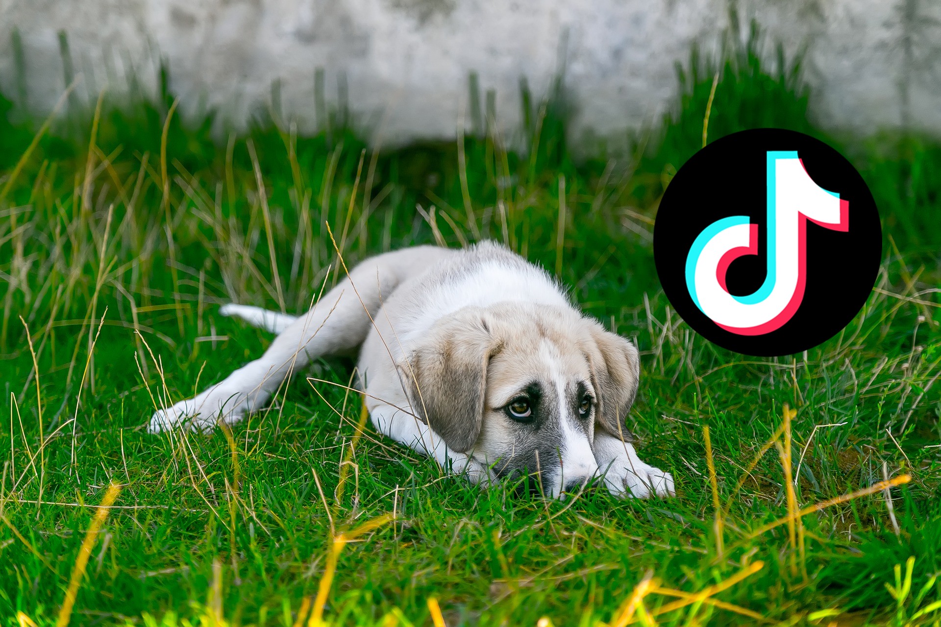 Por qué TikTok no muestra mis vídeos en Para Ti