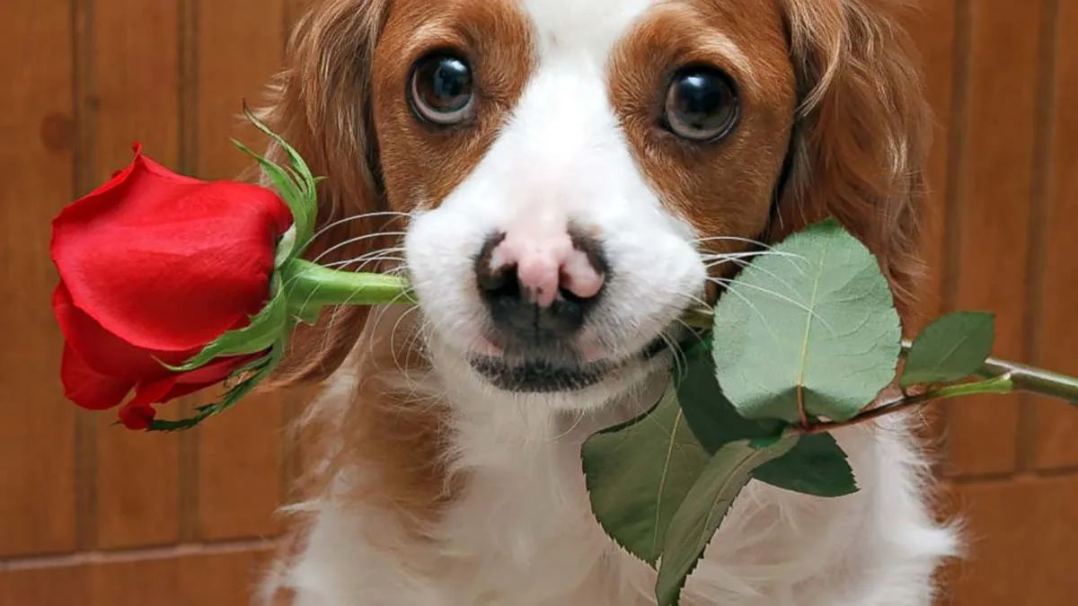 fotos-de-cachorros-para-dar-felicitaciones-en-san-valentin