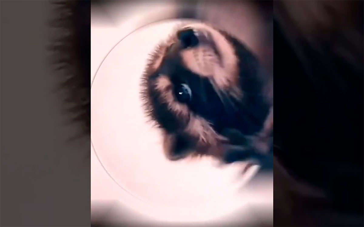 Los mejores memes del mapache con la canción de Pedro de Raffaela Carrá que circulan por Internet