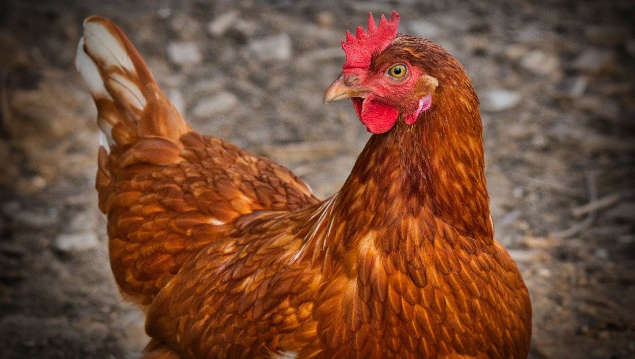 Scream Chicken: este es el juego de la gallina que todo el mundo está probando en TikTok