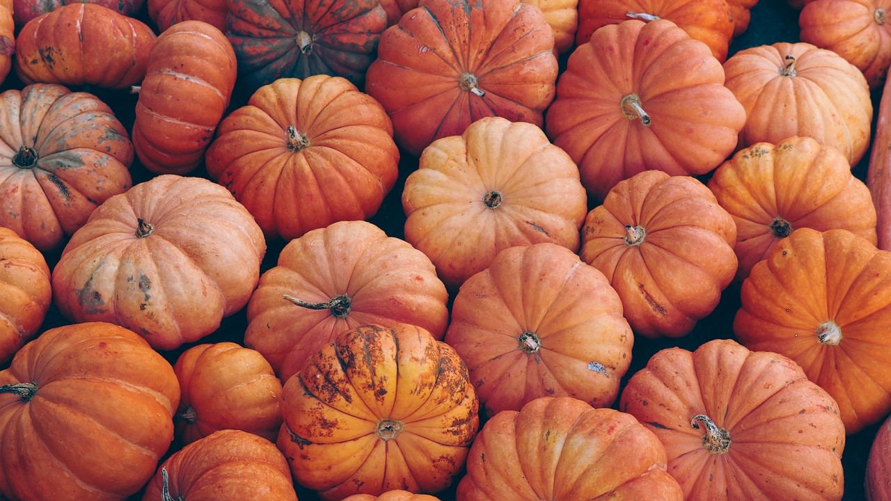Guía completa del evento Cosecha de Calabaza de Buena Pizza Gran Pizza